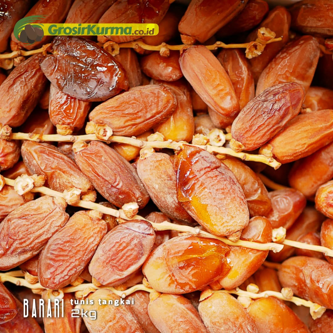 Aneka Rupa Kurma Tunisia